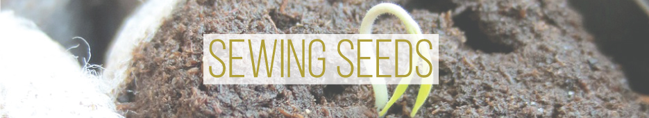 The Organic Heir | Sewing Seeds