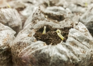 Five day old tomato seeds |The Organic Heir