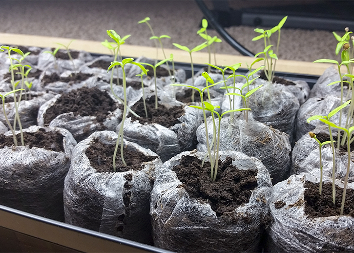 Ten day old tomato seedlings | The Organic Heir