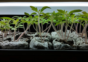 Two week old tomato plants | The Organic Heir