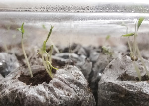 Six day old tomato seeds |The Organic Heir