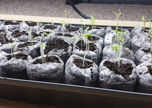 Eight day old tomato seedlings | The Organic Heir
