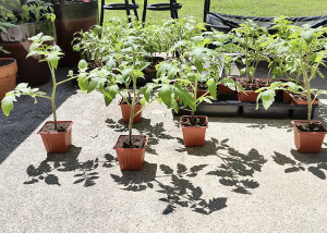 The Organic Heir | Hardening off tomato plants